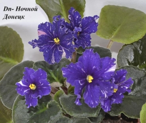 Фиалка Dn-Ночной Донецк