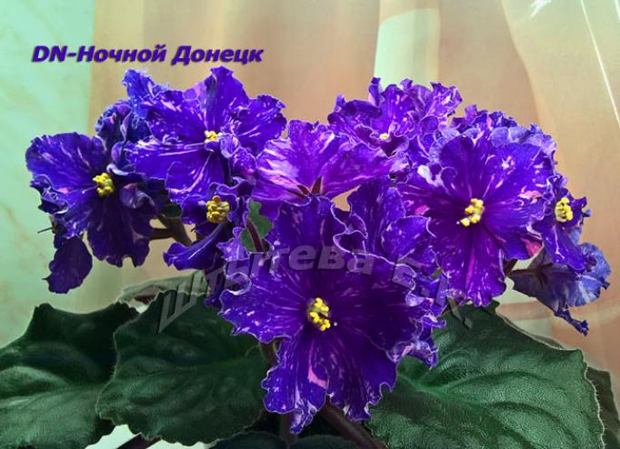 Фиалка Dn-Ночной Донецк 5