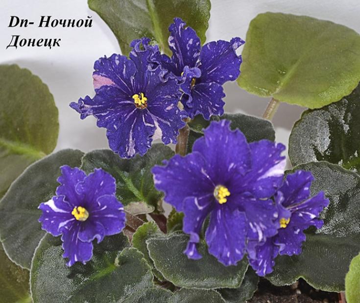 Фиалка Dn-Ночной Донецк