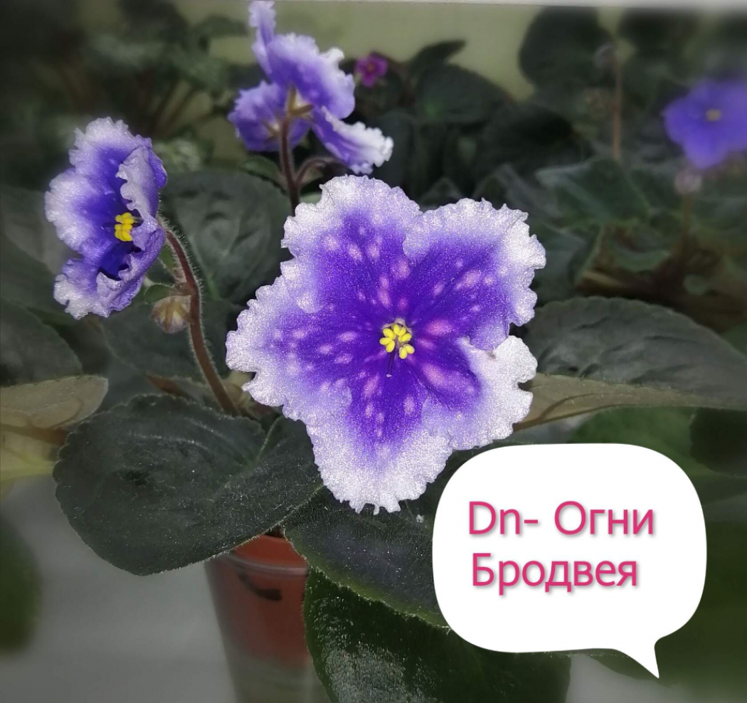 Фиалка Dn-Oгни Бродвея 6
