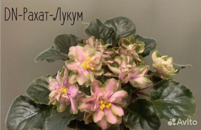Фиалка DN-Рахат Лукум 2