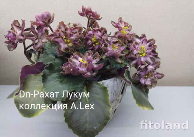 Фиалка DN-Рахат Лукум 3