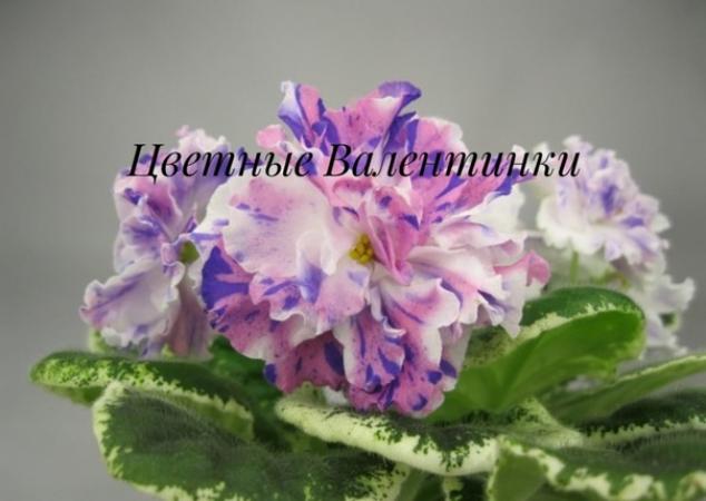 Фиалка DN-Цветные валентинки 3