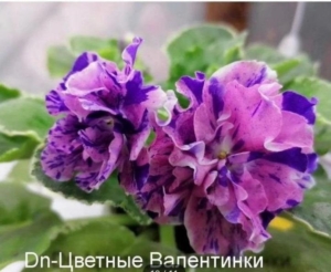 Фиалка DN-Цветные валентинки