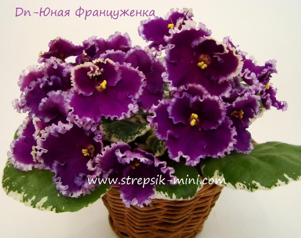 Фиалка DN-Юная француженка 2