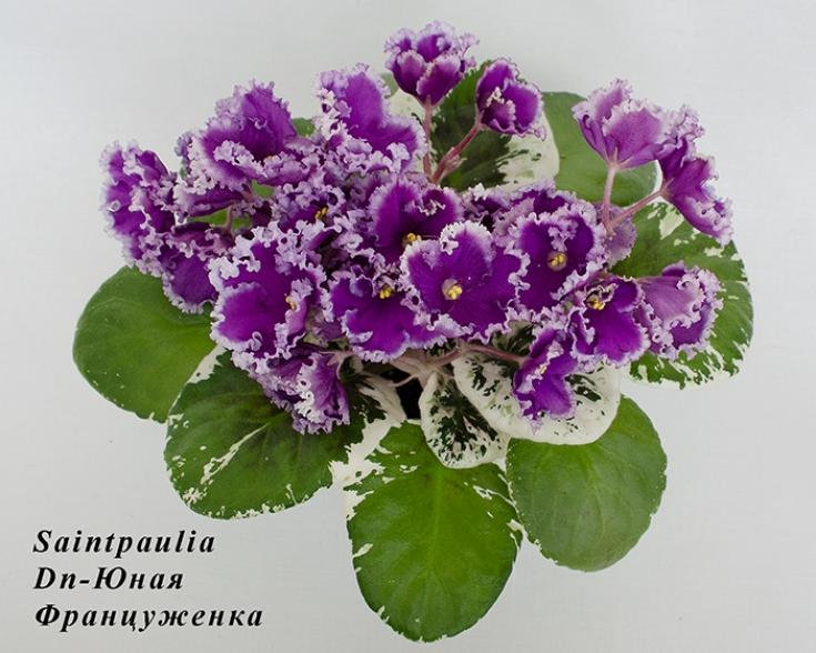 Фиалка DN-Юная француженка 3
