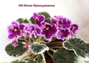 Фиалка DN-Юная француженка