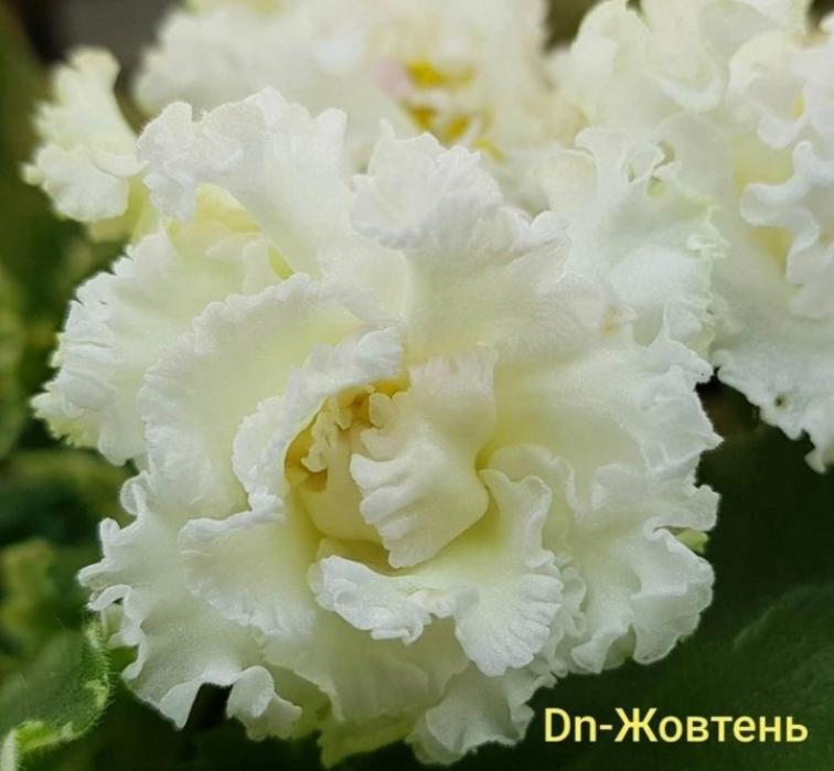 Фиалка Dn-Жовтень 2