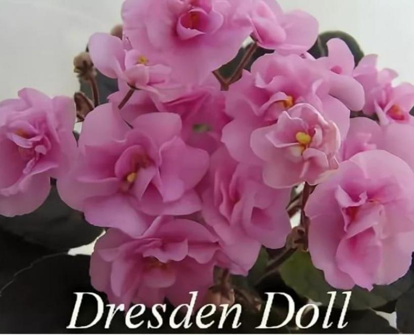 Фиалка Дрезден Долл (Dresden Doll) 5