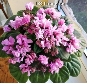 Фиалка DS-Глициния