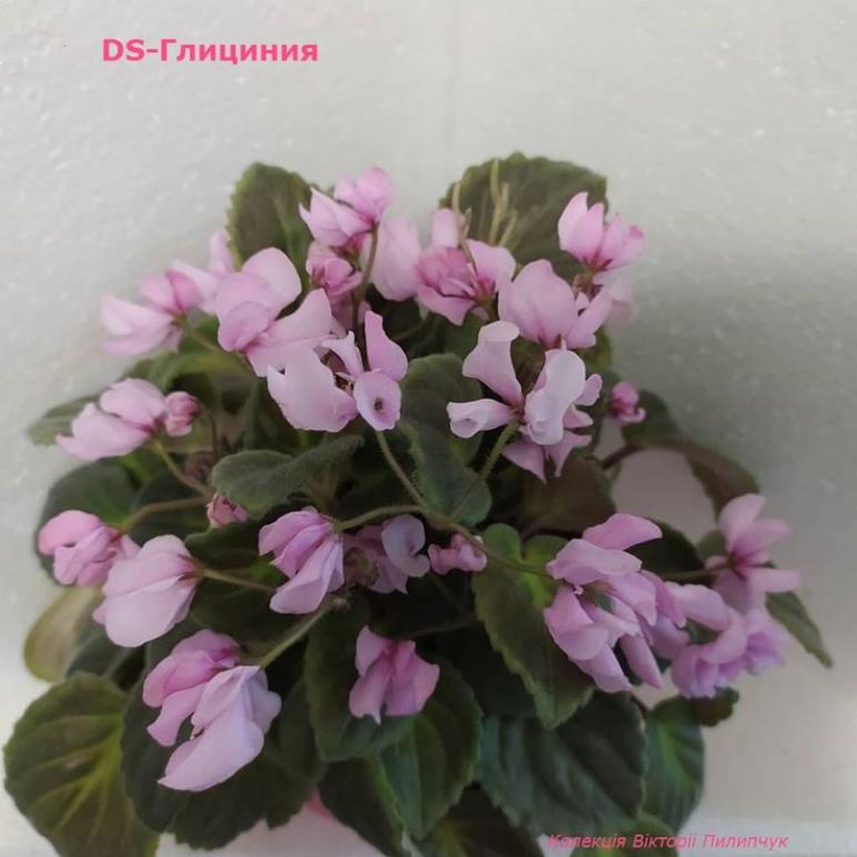 Фиалка DS-Глициния 6