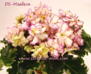 Фиалка DS-Изабель
