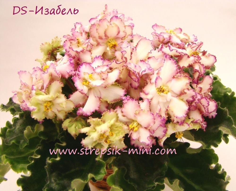 Фиалка DS-Изабель