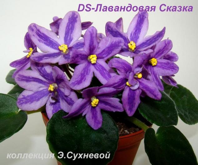 Фиалка DS-Лавандовая Сказка 2