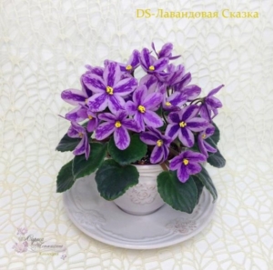 Фиалка DS-Лавандовая Сказка