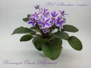 Фиалка DS-Мальвина