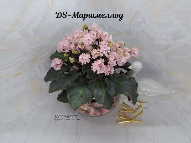Фиалка Ds-Маршмеллоу 5