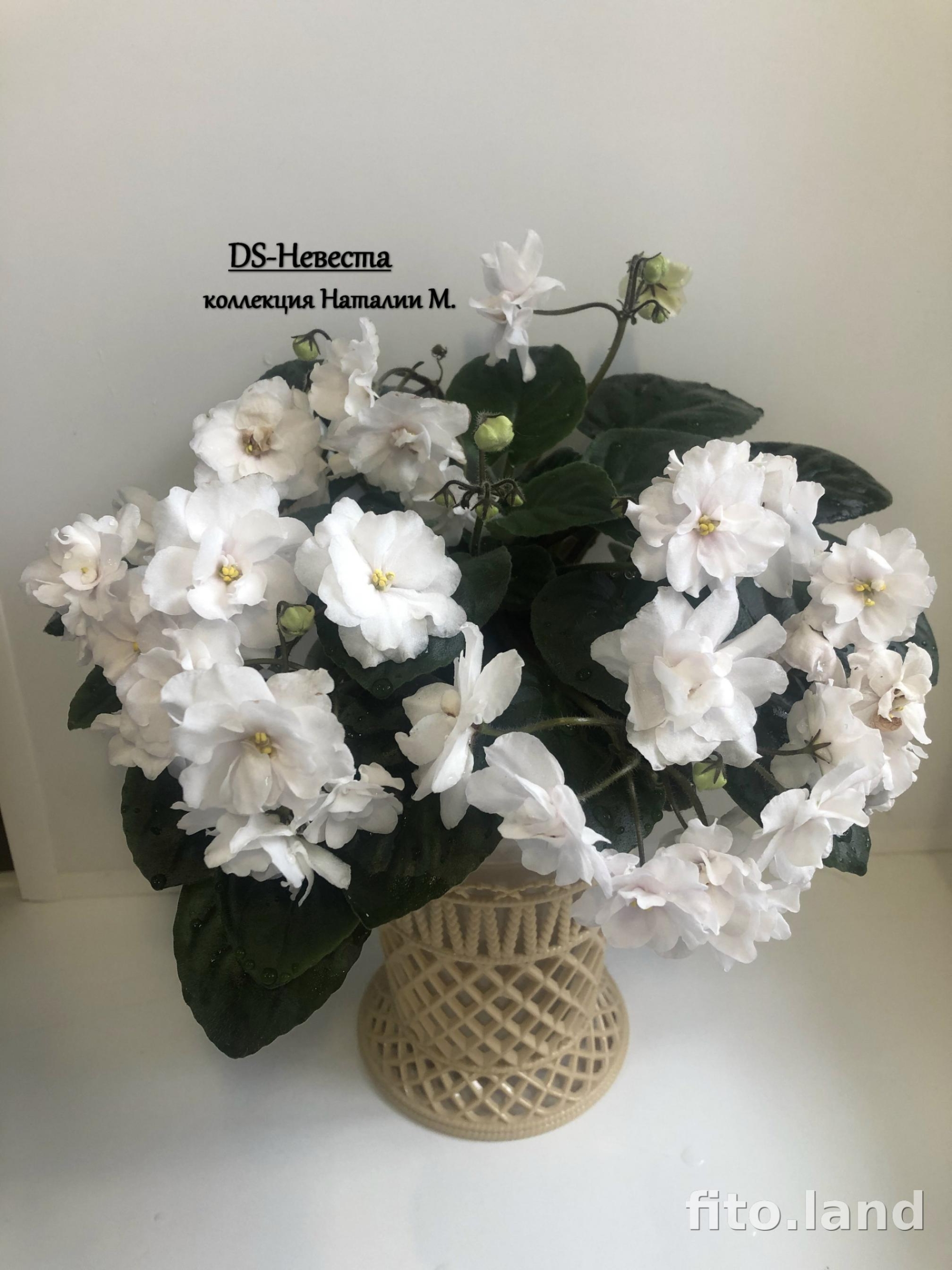 Фиалка DS-Невеста 4