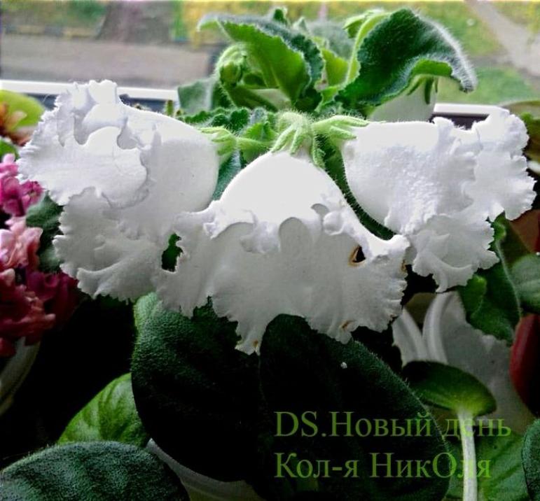 Фиалка DS-Новый День 3