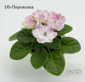 Фиалка DS-Пироженка