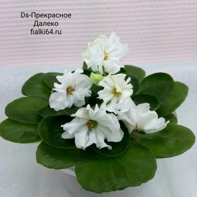 Фиалка DS-Прекрасное Далёко 5