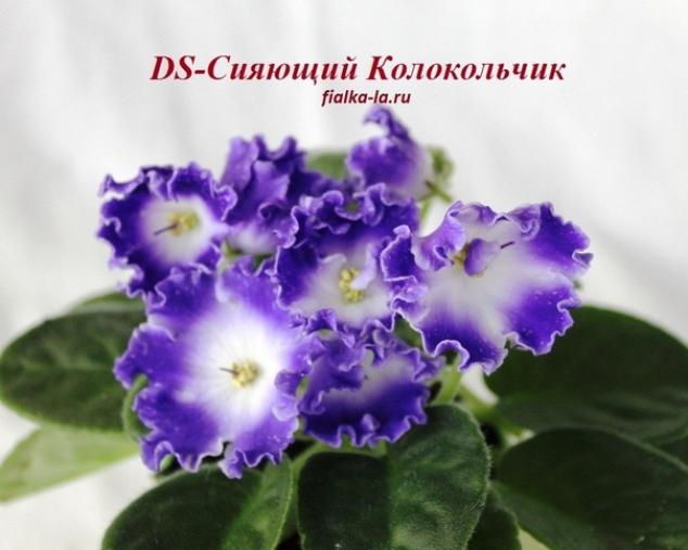 Фиалка DS-Сияющий колокольчик 4