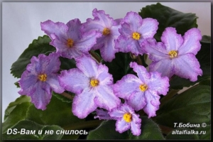 Фиалка DS-Вам и не снилось