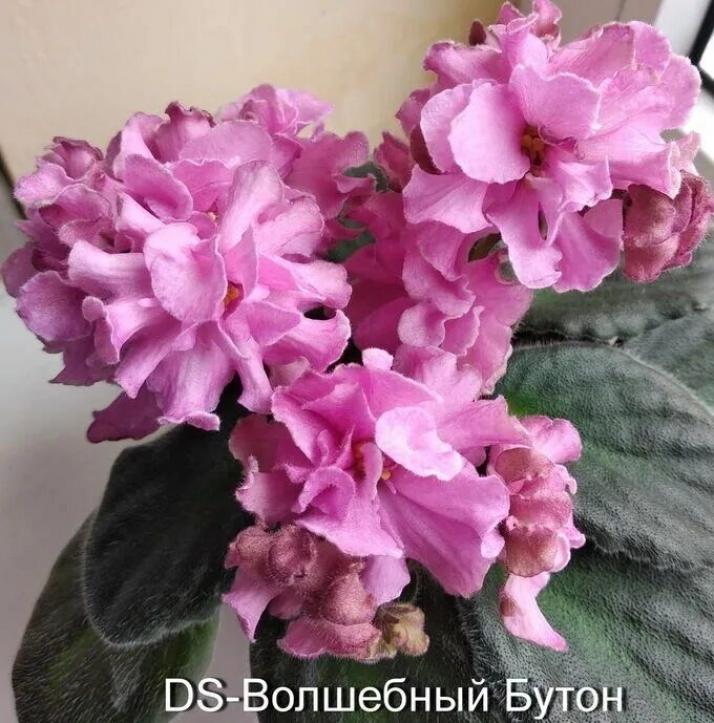 Фиалка Ds-Волшебный Бутон 4