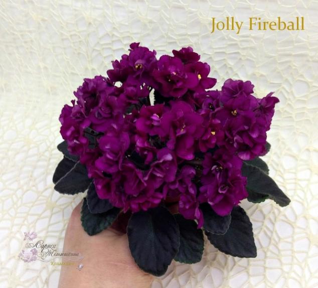 Фиалка Джоли Файербол (Jolly Fireball) 3