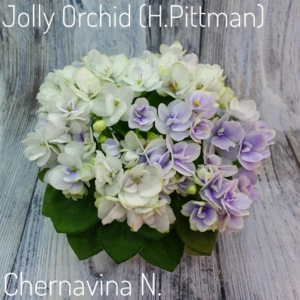 Фиалка Джоли Орхид (Jolly Orchid)