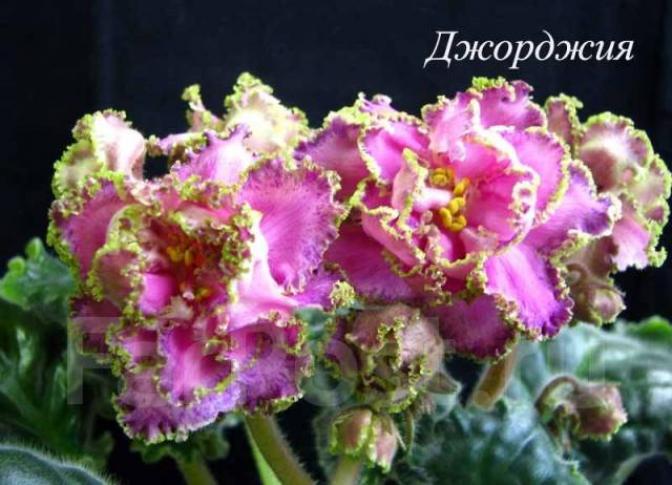 Фиалка Джорджия 4