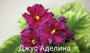 Фиалка Джус-Аделина