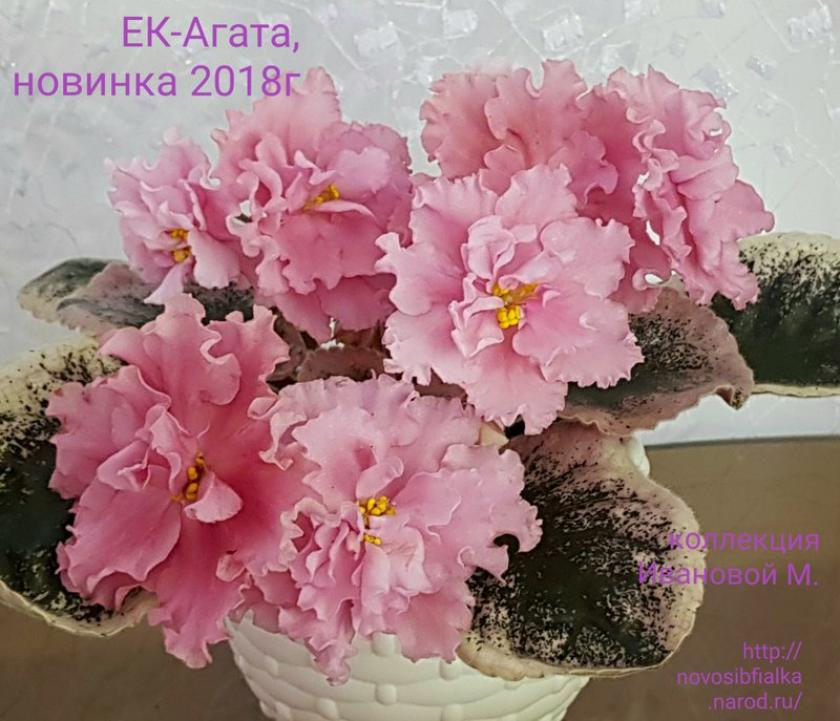 Фиалка ЕК-Агата 2