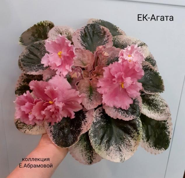 Фиалка ЕК-Агата 3