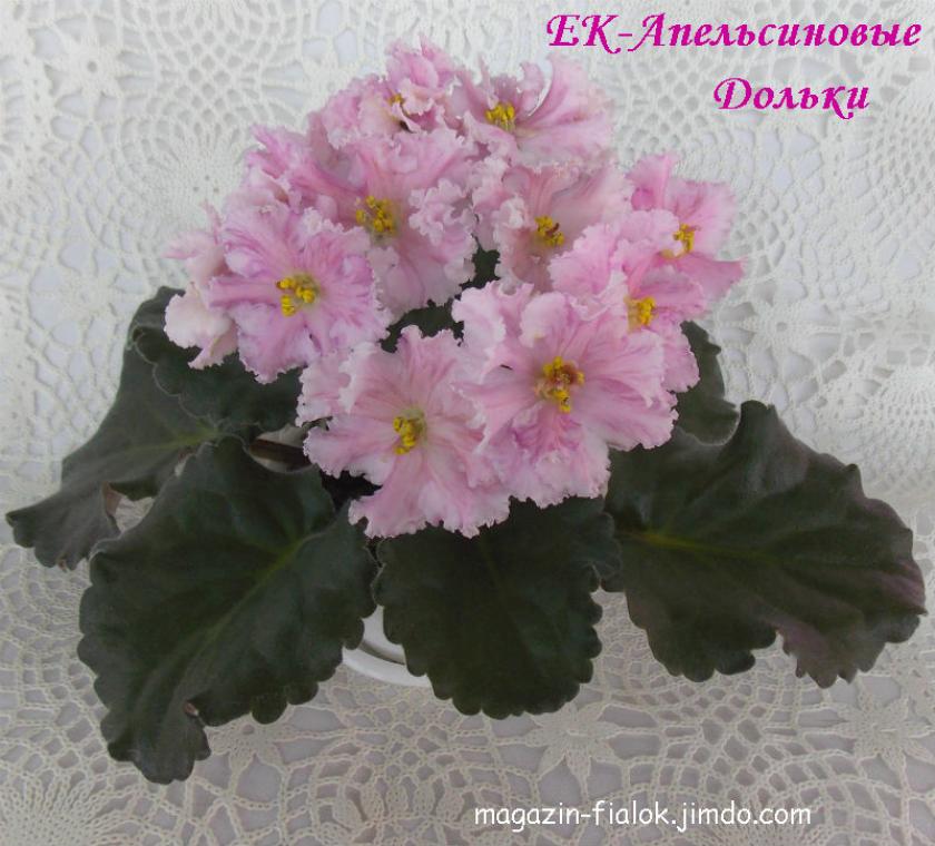 Фиалка ЕК-Апельсиновые Дольки 4