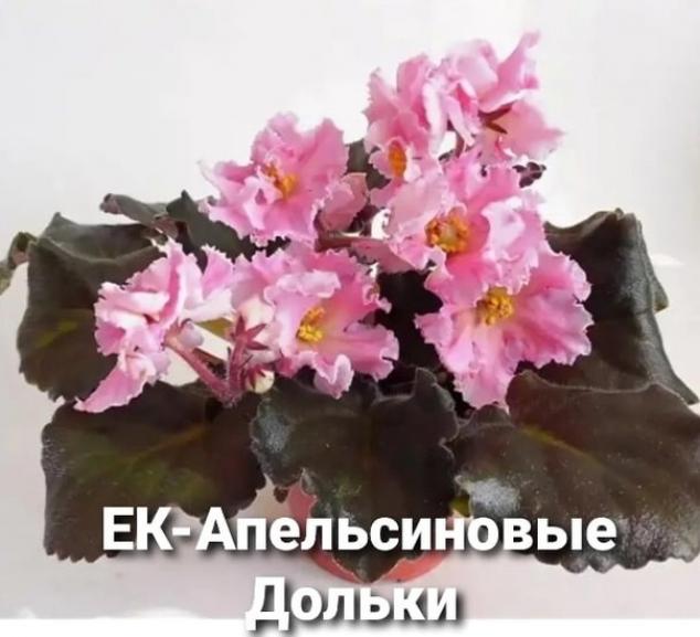 Фиалка ЕК-Апельсиновые Дольки 5