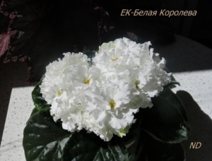 Фиалка ЕК-Белая королева
