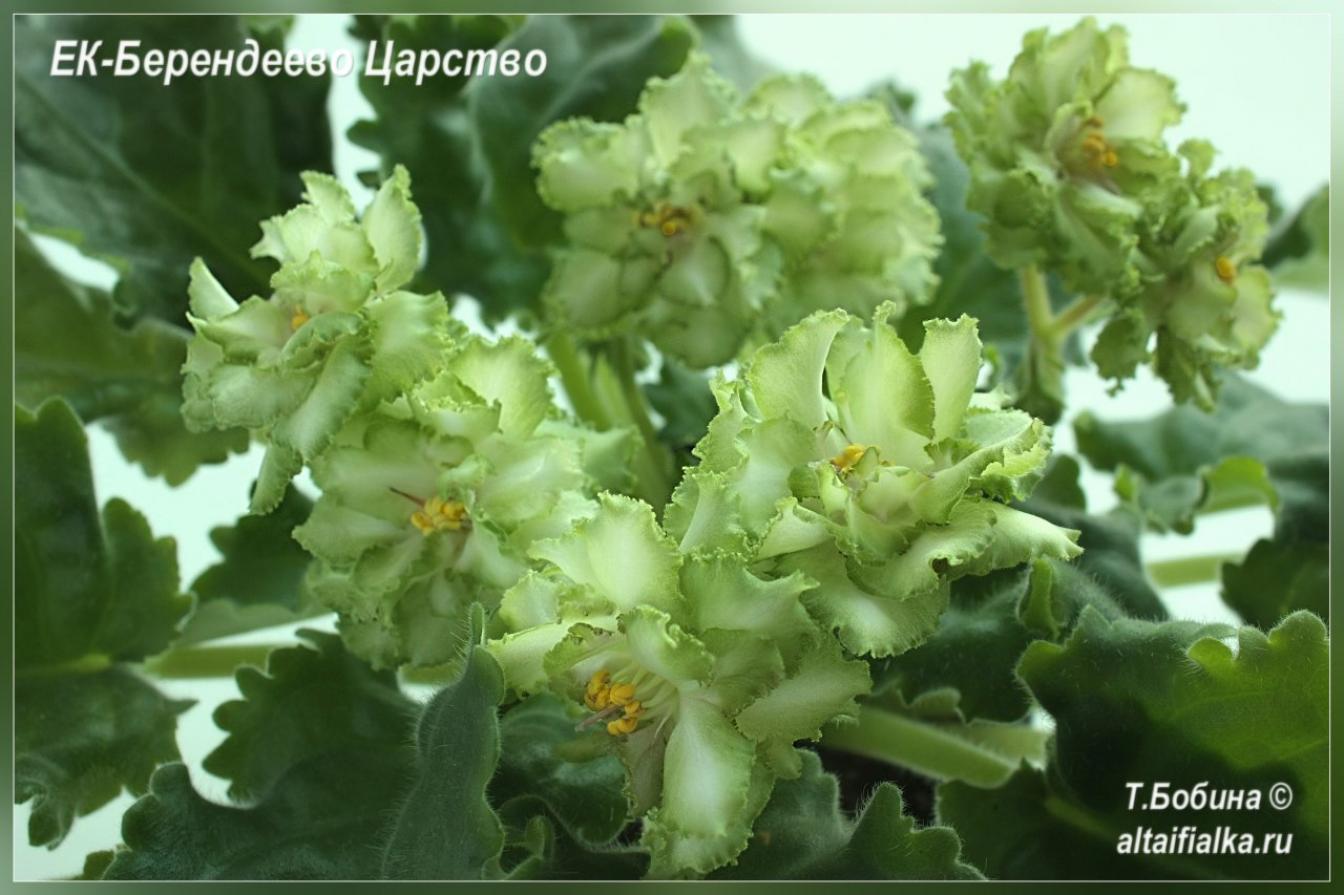 Фиалка ЕК-Берендеево царство 2