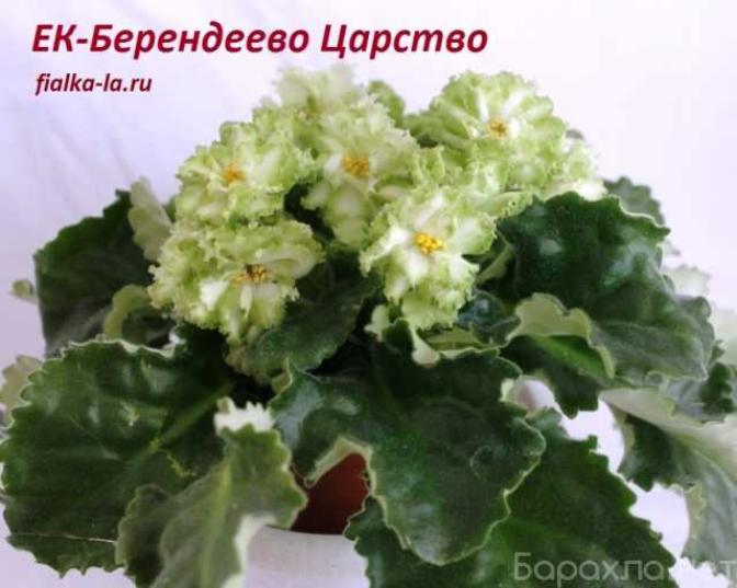 Фиалка ЕК-Берендеево царство 3