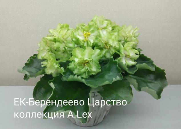 Фиалка ЕК-Берендеево царство 4