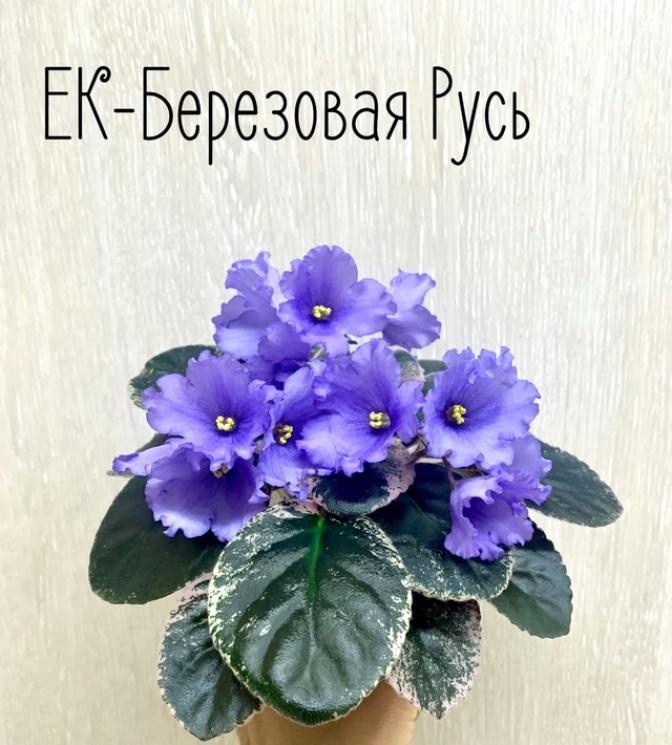 Фиалка ЕК-Березовая Русь 2