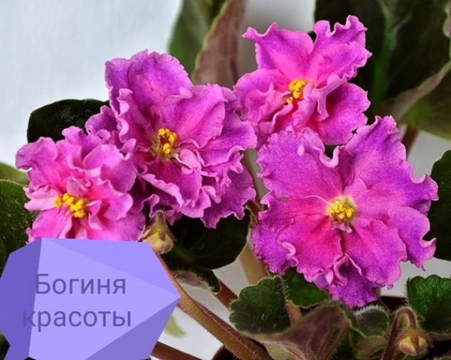 Фиалка ЕК-Богиня Красоты 2