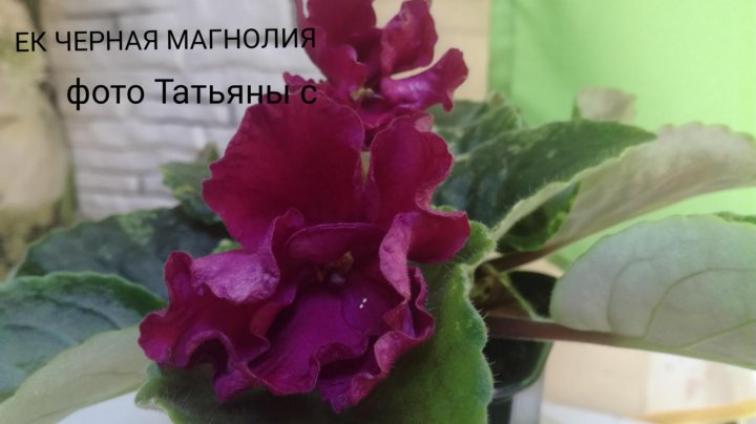 Фиалка ЕК-Черная магнолия 2