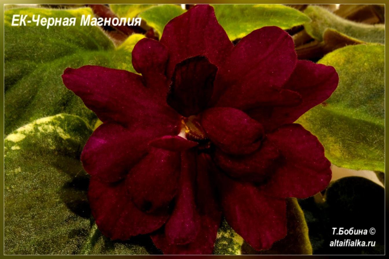 Фиалка ЕК-Черная магнолия 3