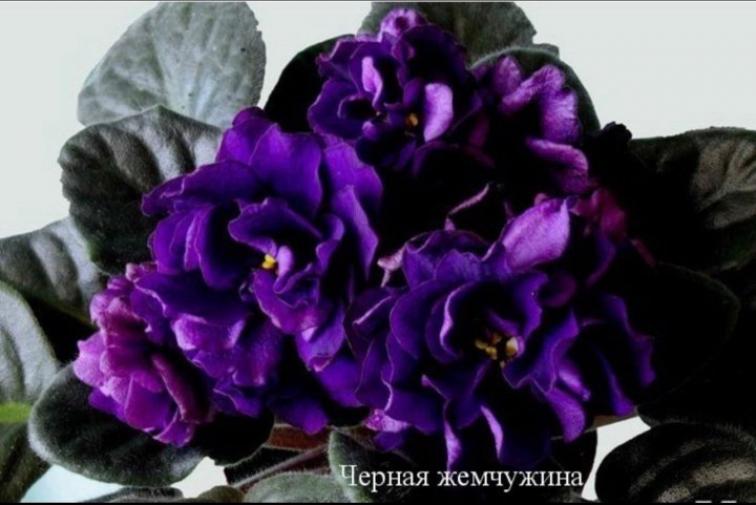 Фиалка ЕК-Черная Жемчужина 2