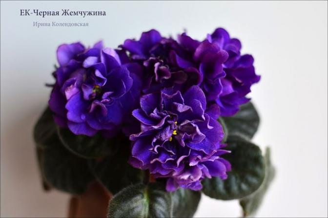 Фиалка ЕК-Черная Жемчужина 5