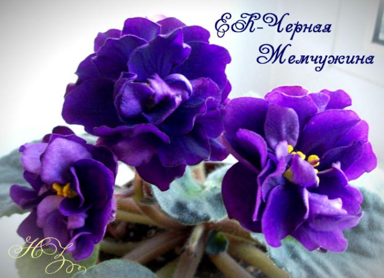 Фиалка ЕК-Черная Жемчужина 6