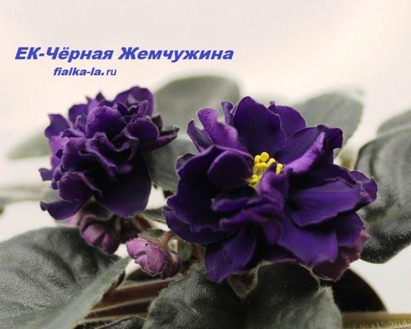 Фиалка ЕК-Черная Жемчужина 7