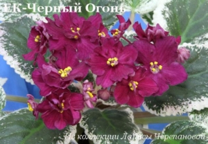 Фиалка ЕК-Черный Огонь