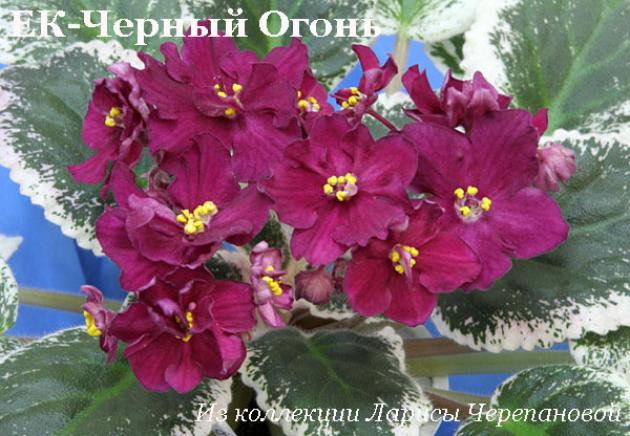 Фиалка ЕК-Черный Огонь